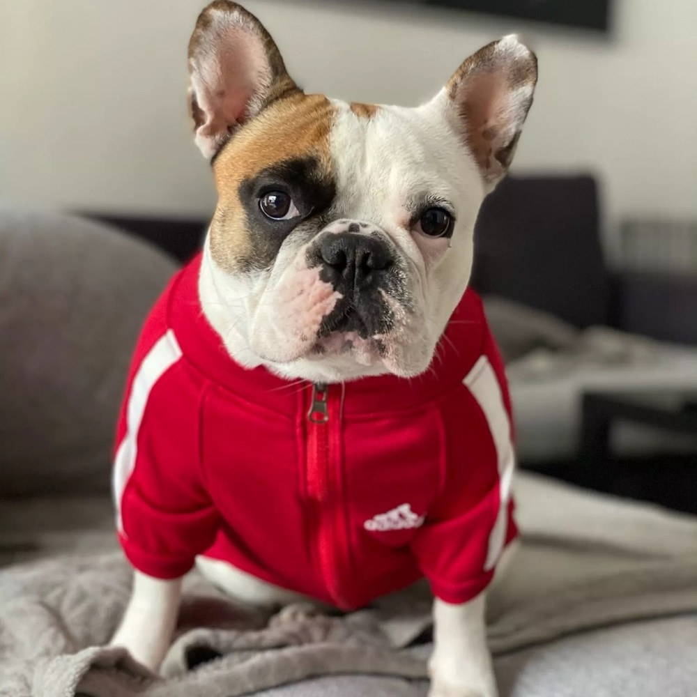 Adidog Red Hoodie - Picture 1 of 4
